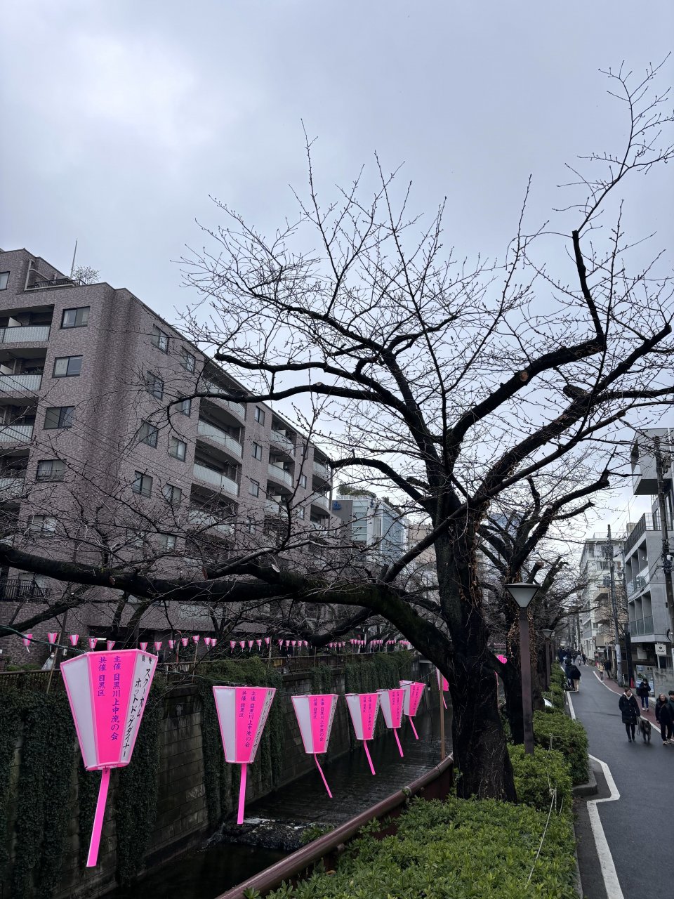 現在の目黒川の桜は・・・の画像